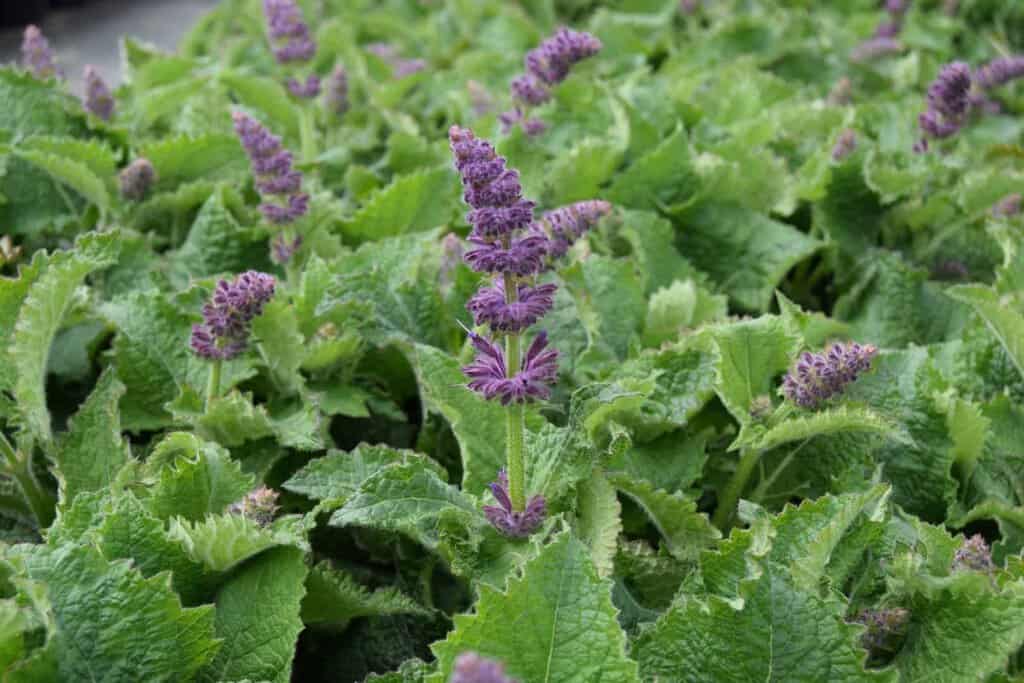 Salvia verticella 'Purple Rain' ---